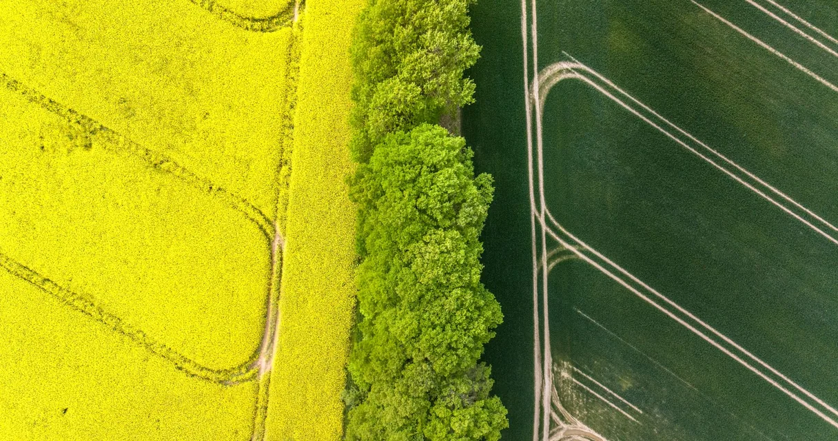 Vista aérea de lavoura ao lado de faixa de mata preservada