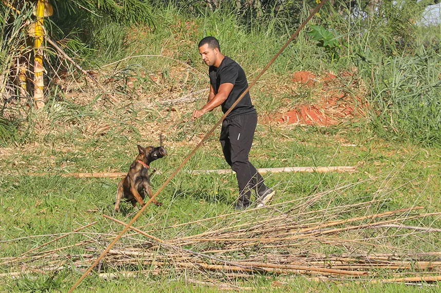 Cães policiais do DF: faro superior e recorde de apreensões