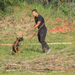 Cães policiais do DF: faro superior e recorde de apreensões