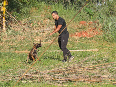 Cães policiais do DF: faro superior e recorde de apreensões