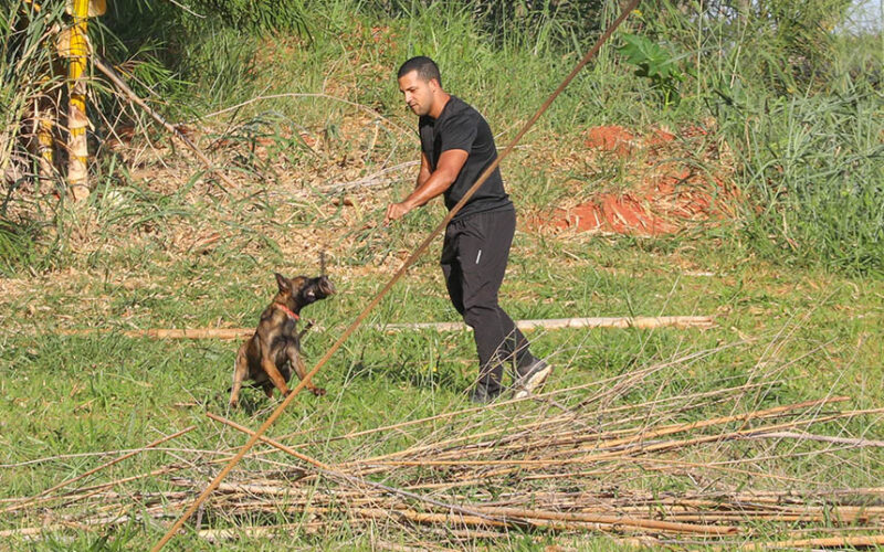 Cães policiais do DF: faro superior e recorde de apreensões