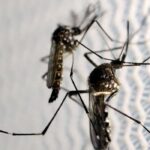 Butantan recebe aval para produzir vacina contra chikungunya