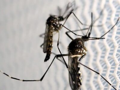 Butantan recebe aval para produzir vacina contra chikungunya