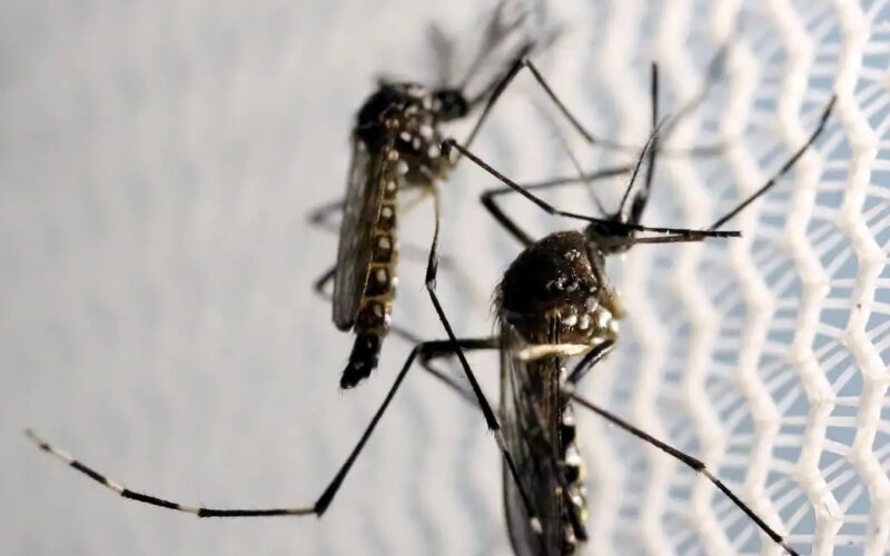 Butantan recebe aval para produzir vacina contra chikungunya