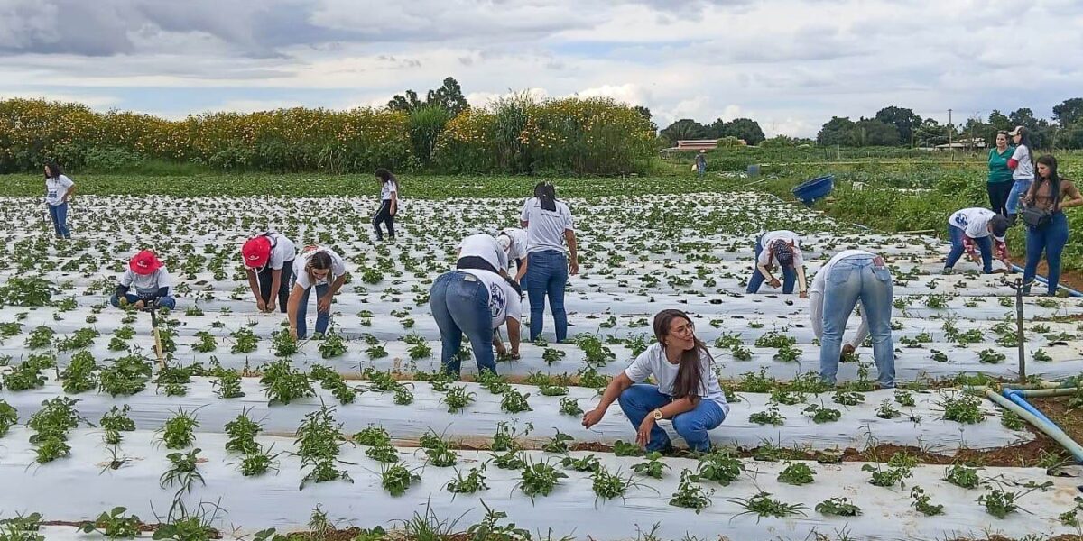 Mulheres do Campo: 100 certificadas em Brazlândia