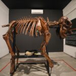 Museu do Zoológico de Brasília reabre com girafa e acessibilidade