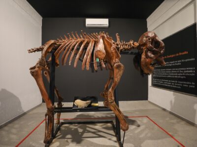 Museu do Zoológico de Brasília reabre com girafa e acessibilidade