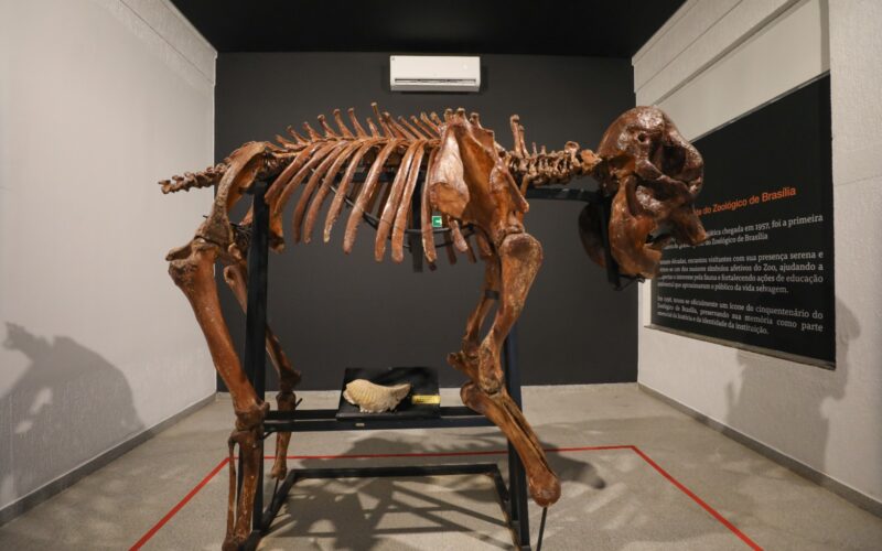 Museu do Zoológico de Brasília reabre com girafa e acessibilidade