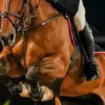 Candangão 2026: Hipismo de Brasília se prepara para grande evento