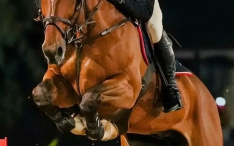 Candangão 2026: Hipismo de Brasília se prepara para grande evento